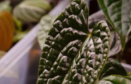 Botanical expo